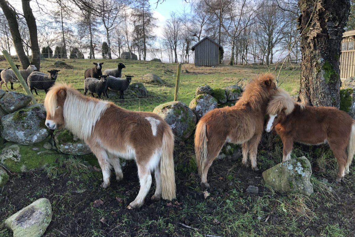 Miniatyrhästar & får